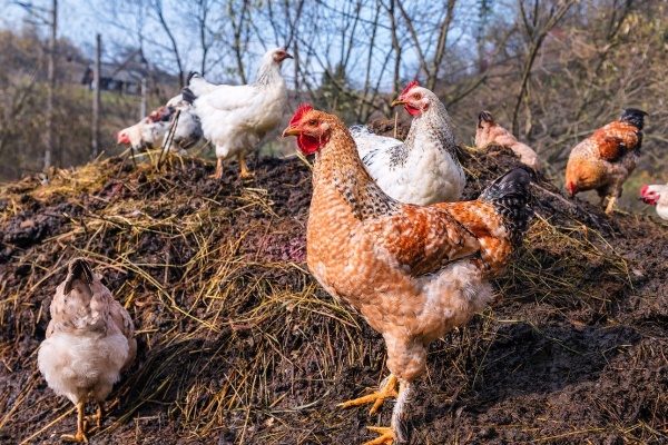 chicken dung and biochar making fertilizer